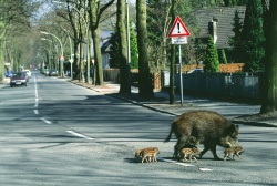 Wild boar (sus scrova) family crossing a street in Berlin. Photo courtesy of Florian Moellers